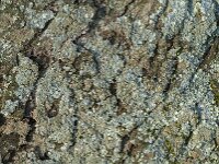 Parmelia sulcata 26, Gewoon schildmos, Saxifraga-Jan van der Straaten