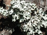 Parmelia sulcata 3, Gewoon schildmos, Saxifraga-Jan van der Straaten