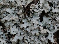 Parmelia sulcata 5, Gewoon schildmos, Saxifraga-Willem van Kruijsbergen