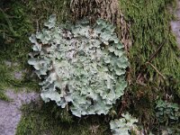 Parmotrema chinense 3, Groot schildmos, Saxifraga-Jan C van der Straaten