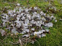 Peltigera canina 4, Groot leermos, Saxifraga-Jelle van Dijk