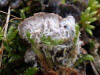 Peltigera canina 5, Groot leermos, Saxifraga-Jelle van Dijk