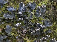 Peltigera hymenina