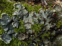 Peltigera hymenina 3, Kaal leermos, Saxifraga-Willem van Kruijsbergen