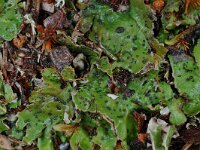 Peltigera leucophlebia 3, Saxifraga-Willem van Kruijsbergen