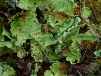 Peltigera leucophlebia 4, Saxifraga-Willem van Kruijsbergen