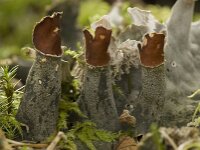 Peltigera neckeri 2, Zwart leermos, Saxifraga-Willem van Kruijsbergen