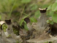 Peltigera neckeri 3, Zwart leermos, Saxifraga-Willem van Kruijsbergen