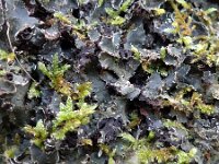 Peltigera neckeri 4, Zwart leermos, Saxifraga-Jelle van Dijk