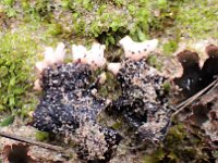 Peltigera neckeri 5, Zwart leermos, Saxifraga-Jelle van Dijk