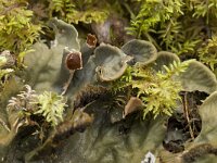 Peltigera neopolydactyla
