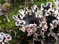 Peltigera ponojensis