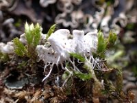 Peltigera ponojensis 2, Duinleermos, Saxifraga-Jelle van Dijk