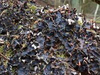 Peltigera praetextata 8, Ruig leermos, Saxifraga-Tom Heijnen