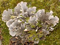 Peltigera rufescens
