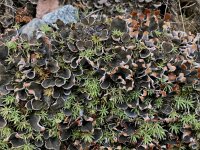 Peltigera rufescens 4, Klein leermos, Saxifraga-Willem van Kruijsbergen
