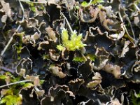Peltigera rufescens 5, Klein leermos, Saxifraga-Jelle van Dijk