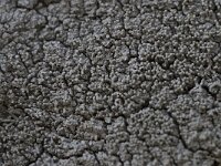 Pertusaria corallina 2, Saxifraga-Willem van Kruijsbergen