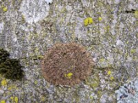 Lichen Physconia grisea between other lichens on bark of tree  Lichen Physconia grisea between other lichens on bark of tree : lichen, Physconia grisea, lichens, brown, bark, tree, trunk, lichenology, mycology, biology, thallus, nature, natural, growth, wild, color, outside, outdoor, outdoors, nobody, no people, season, summer, summertime, netherlands, dutch, holland, europe, european