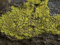 Pleopsidium chlorophanum 2, Saxifraga-Willem van Kruijsbergen