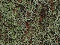 Pseudevernia furfuracea 10, Purper geweimos, Saxifraga-Jan van der Straaten