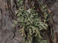 Pseudevernia furfuracea 12, Purper geweimos, Saxifraga-Jan van der Straaten