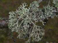 Pseudevernia furfuracea 13, Purper geweimos, Saxifraga-Jan van der Straaten