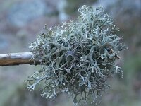 Pseudevernia furfuracea 16, Puper geweimos, Saxifraga-Willem van Kruijsbergen