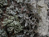 Pseudevernia furfuracea 2, Purper geweimos, Saxifraga-Willem van Kruijsbergen