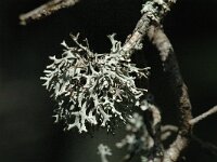 Pseudevernia furfuracea 8, Purper geweimos, Saxifraga-Jan van der Straaten