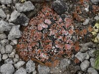 Psora decipiens 2, Saxifraga-Willem van Kruijsbergen