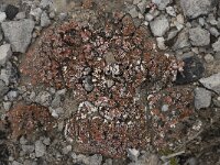 Psora decipiens 4, Saxifraga-Willem van Kruijsbergen