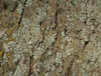 Punctelia borreri 5, Witstippelschildmos, Saxifraga-Jan van der Straaten
