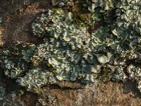 Punctelia borreri 6, Witstippelschildmos, Saxifraga-Jan van der Straaten