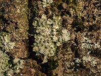 Punctelia borreri 8, Witstippelschildmos, Saxifraga-Jan van der Straaten