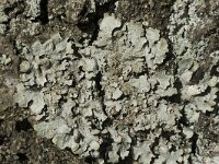 Punctelia subrudecta