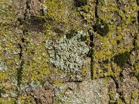 Punctelia subrudecta 4, Gestippeld schildmos, Saxifraga-Jan van der Straaten