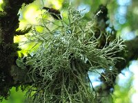 Ramalina farinacea 16, Melig takmos, Saxifraga-Ben Delbaere  IICSA