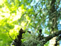 Ramalina farinacea 17, Melig takmos, Saxifraga-Ben Delbaere
