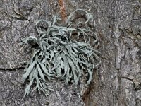 Ramalina farinacea #04228 : Ramalina farinacea, Melig takmos
