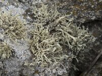 Ramalina polymorpha