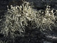 Ramalina siliquosa