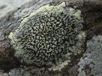 Rhizocarpon geographicum 17, Gewoon landkaartmos, Saxifraga-Willem van Kruijsbergen