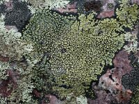 Rhizocarpon geographicum 2, Gewoon landkaartmos, Saxifraga-Willem van Kruijsbergen