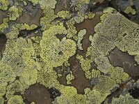 Rhizocarpon geographicum 9, Gewoon landkaartmos, Saxifraga-Willem van Kruijsbergen