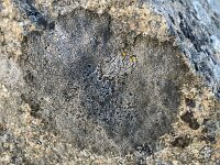 Rhizocarpon richardii