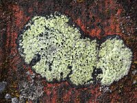 Rhizocarpon riparium 2, Geel landkaartmos, Saxifraga-Rutger Barendse