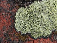 Rhizocarpon riparium 6, Geel landkaartmos, Saxifraga-Rutger Barendse