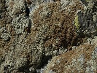 Rhizoplaca chrysoleuca