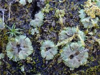 Riccia crystallina